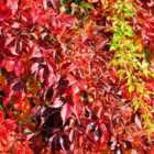 Thompson & Morgan Parthenocissus quinquefolia 3 Litre Potted Plant x 1