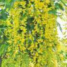 Thompson & Morgan Laburnum Anagyroides 3.6 Litre Potted Plant x 2