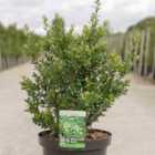 Thompson & Morgan Ilex (Holly) Crenata Caroline Upright 3 Litre Potted Plant x 1