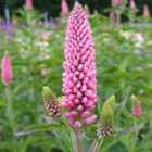 Thompson & Morgan Veronica First Love 2 Litre Potted Plant x 1