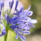 Thompson & Morgan Agapanthus Africanus Pitchoune Blue 3 Litre Potted Plant x 1