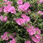 Thompson & Morgan Lavatera Rosea (Formerly 'Olbia') 3 Litre Potted Plant x 2