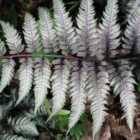 Thompson & Morgan Fern Athyrium niponicum Burgundy Lace 9cm Potted Plant x 1