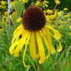 Thompson & Morgan Echinacea Paradoxa 1 Litre Potted Plant x 1