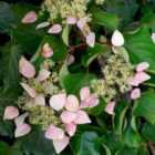 Thompson & Morgan Schizophragma Hydrangeoides Rose Sensation 3 Litre Potted Plant x 1