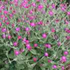 Thompson & Morgan Lychnis (ragd Robin) Coronaria 1 Litre Potted Plant X 1