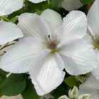 Thompson & Morgan Clematis Guernsey Flute 3 Litre Potted Plant x 1