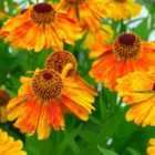 Thompson & Morgan Helenium Mardi Gras 1 Litre Potted Plant x 1