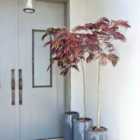 Thompson & Morgan Albizia Julibrissin Summer Chocolate (Mimosa Tree) 3.6 Litre Potted Plant x 1