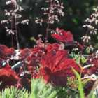 Thompson & Morgan Heuchera villosa Palace Purple 1 Litre Potted Plant x 1