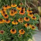 Thompson & Morgan Helenium Short N Sassy 9Cm Potted Plant X 1