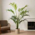 Scottish Everlastings Ltd Real Touch Palm Tree 190cm