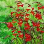 Thompson & Morgan Crocosmia Emberglow 3 Litre Potted Plant x 1