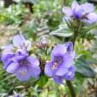Thompson & Morgan Polemonium yezoense Purple Rain Strain 1 Litre Potted Plant x 1
