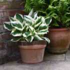 Thompson & Morgan Hosta Patriot 1 Litre Potted Plant x 1