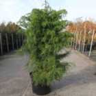 Thompson & Morgan Cryptomeria japonica Elegans Viridis 3 Litre Potted Plant x 1