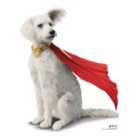 Star Cutouts Superman 2025 Movie Krypto