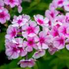 Thompson & Morgan Phlox Paniculata Bright Eyes 1 Litre Potted Plant x 1