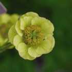 Thompson & Morgan Geum Cocktail Banana Daiquiri 9cm Potted Plant x 1