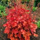 Thompson & Morgan Heuchera Peach Crisp 9cm Potted Plant x 1