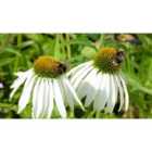 Thompson & Morgan Echinacea purpurea Alba 1 Litre Potted Plant x 1
