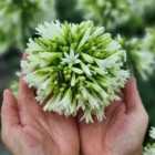 Thompson & Morgan Agapanthus Emerald Ice 9cm Potted Plant x 3