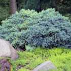 Thompson & Morgan Juniperus squamata Blue Carpet 1 Litre Potted Plant x 1