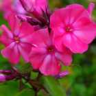 Thompson & Morgan Phlox Paniculata Tenor 1 Litre Potted Plant x 1