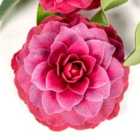 Thompson & Morgan Camellia jap. Black Lace 15cm Potted Plant x 1