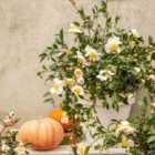 Thompson & Morgan Camellia sas. White 15cm Potted Plant x 1