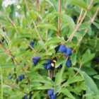 Thompson & Morgan Lonicera Kamtschatica Blue Velvet 3.6 Litre Potted Plant x 1