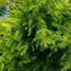 Thompson & Morgan Cryptomeria japonica Vilmoriniana 1 Litre Potted Plant x 1