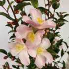 Thompson & Morgan Camellia jap. Fairy Blush 3 Litre Potted Plant x 1
