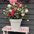 Thompson & Morgan Camellia jap. Winter Festival 15cm Potted Plant x 1