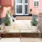 Thompson & Morgan Lavandula Christmas Tree 15cm Potted Plant x 1