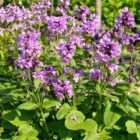 Thompson & Morgan Stachys Macrantha Superba 1 Litre Potted Plant x 1