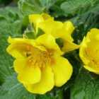 Thompson & Morgan Potted Plantentilla megalantha Gold Sovereign 1 Litre Potted Plant x 1