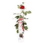 Thompson & Morgan Rosa Crazy in Love Red 15cm Potted Plant x 2