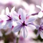 Thompson & Morgan Tulbaghia Purple Eye 9cm Potted Plant x 3