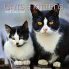 Square Wall Calendar 2026 Cats & Kittens