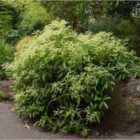 Thompson & Morgan Pileostegia viburnoides 17cm (2 Litre) Potted Plant x 1