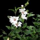 Thompson & Morgan Lavatera x clementii Barnsley Baby 2 Litre Potted Plants x 3