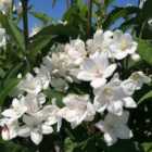 Thompson & Morgan Deutzia Kalmiiflora 9cm Potted Plant x 1