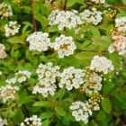 Thompson & Morgan Spiraea vanhouttei 9cm Potted Plant x 2