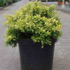 Thompson & Morgan Berberis thunbergii Tiny Gold 9cm Potted Plant x 1