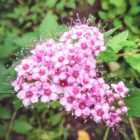 Thompson & Morgan Spiraea japonica Sparkling Champagne 9cm Potted Plant x 2