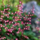 Thompson & Morgan Heuchera Bressingham Hybrids 1 Litre Potted Plant x 1