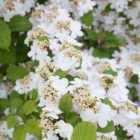 Thompson & Morgan Viburnum Kilimanjaro Sunrise 9cm Potted Plant x 3