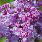 Thompson & Morgan Syringa vulgaris Prince Wolkonsky 9cm Potted Plant x 2