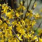 Thompson & Morgan Forsythia x Intermedia Lynwood Variety 9cm Potted Plant x 2